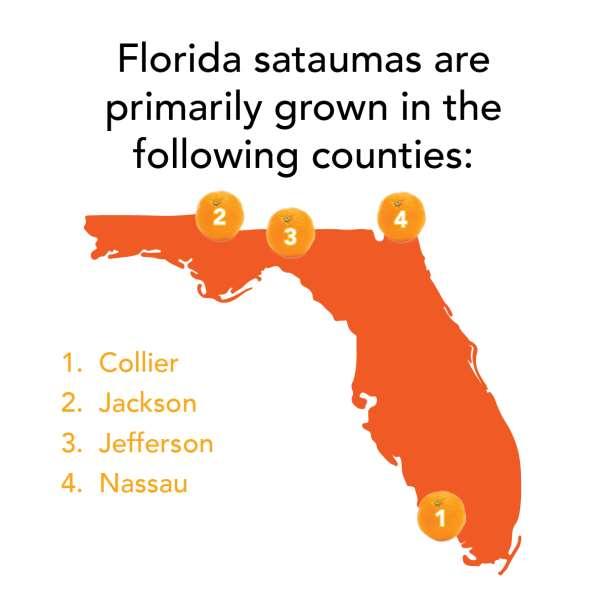 SPOT IT ON THE MAP Satsumas are mostly grown in Jackson and Collier