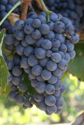 The Productivity Challenge for Wine Grapes Suitable land, labor and water for agriculture are becoming more scarce and expensive Need to increase grape supply without