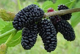 The leaves of the white and black mulberry have been used for centuries to feed silkworm moth larva until it is mature enough to spin itself into a cocoon.