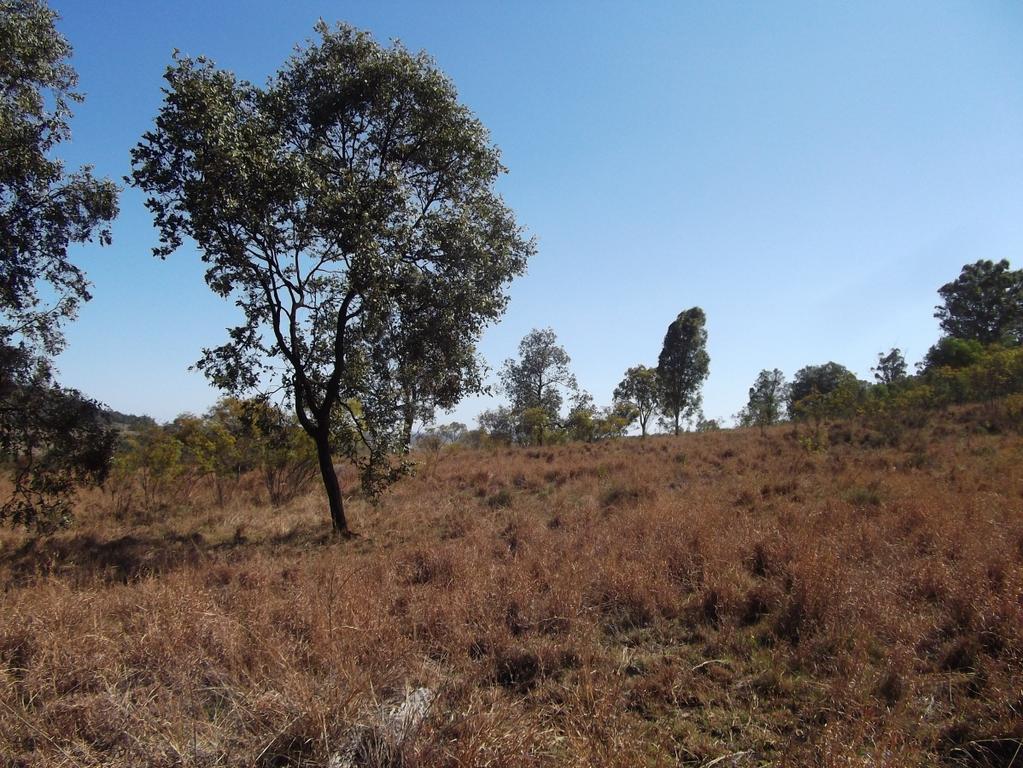 acidula (Emu apple). The shrub layer provided approximately 30% cover, and ranged in height from to 3 m.