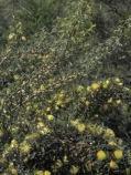 high. Banksia seminuda Non-lignotuberous shrub or tree 6-8m h x 4-6m River Banksia Flw:yellow/orange-yellow/red Mar to Aug Sand,Loam,Gravel,Coastal Albany,