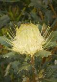 Cockatoo : Very Good food source Banksias rarely show  Banksia telmatiaea Non-lignotuberous shrub 0.