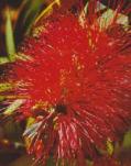 Crimson Bottlebrush Tree or Large Shrub 2-8m h x 2-6m w Flw:crimson nov - march