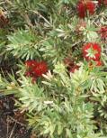 nectar or soaked in water to make a sweet drink. Callistemon hinchinbrook Small shrub 1.5m h x 1.