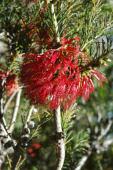 Three Springs, Victoria Plains, Wanneroo, Wongan-Ballidu A low growing dense shrub with red half bottlebrush flowers. Its attractive leaves make it a good reliable addition to mixed flower beds.