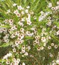 Mallee, Western Murchison Tolerates saline conditions Chamelaucium DOUBLE WHITE Shrub 2.5m h x 2.