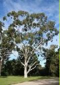 Geraldton Hills, Lesueur Sandplain, Northern Jarrah Forest, Perth, Southern Jarrah Forest, Warren Black Cockatoo : Very good for food, nesting