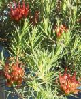 5m h Flw:red & pink & white Jan, May, Jul, Sep to O Sand,Gravel Cranbrook, Gnowangerup, Plantagenet Darwinia meeboldii Cranbrook Bell.Erect. spindly shrub 1.
