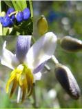 5-1m w Flw:blue-purple-violet Aug to Dec Gravel,Coastal,Adaptable Tasmania Dianella revoluta Rhizomatous. perennial. Herb 0.3-1.5m h x 0.5-2.