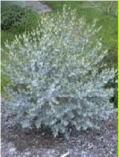 Arthur, Williams, York Eucalyptus albida White-leaved Mallee Mallee or tree 2.