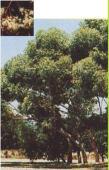 Island Marlock Mallee or tree 2-8m h Flw:yellow-green Aug to Nov Sand,Loam,Coastal,Adaptable Albany,