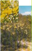 Esperance, Gnowangerup, Kent, Plantagenet, Ravensthorpe Eucalyptus eremophila Sand mallee WA,Tall Sand Mallee Mallee tree 3-8m