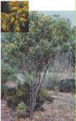 Acacia merinthophora weeping shrub or tree 1.
