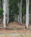 Good food, nesting and roosting tree Eucalyptus grandis Flooded Gum, Rose Gum Tree 20-45m h x 10-25m w
