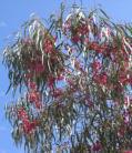 Wickepin, Yilgarn Saline areas or waterlogged Eucalyptus laeliae Darling Range Ghost Gum Tree 5-20m h x