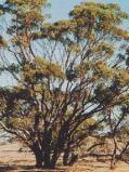 Eucalyptus loxophleba ssp.