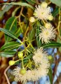 Eucalyptus platypus platypus Small tree 2-10m h Flw:yellow Sep-Dec or Jan-Mar