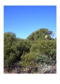Eucalyptus polybractea Mallee 5-20m h Flw:White Mar June NSW, vic Tolerates some