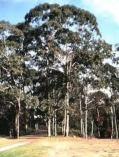 Eucalyptus rudis Moitch Tree 5-20m h Flw:white Jul to Sep Sand,Loam,Coastal Plateau, Fitzgerald, Geraldton Hills, Lesueur Sandplain, Northern Jarrah Forest, Perth, Southern