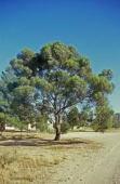 good food and nesting tree Eucalyptus salubris Gimlet, Fluted Gum Mallee or tree 4-15m h Flw:white-cream Sep to Mar Sand,Loam,Gravel,Clay Avon Wheatbelt P1, Avon Wheatbelt