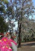 Jarrah Forest, Recherche, Shield, Southern Cross, Tallering, Western Mallee Black Cockatoo : Good nesting Eucalyptus sargentii Salt river gum Mallee or tree 3-12m h
