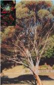 Tree 10-20m h x 8-15m w Flw:Pink Winter Sand,Loam,Coastal NSW, QLD Eucalyptus spathulata Swamp Mallet Mallett 8m h Flw:white Sand,Clay,Adaptable Broomehill-Tambellup,