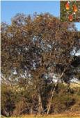 Eucalyptus stoatei Scarlet Pear Gum Priority Four Slender tree 2-7.