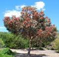 Cockatoo : Good food source Eucalyptus torquata Coral Gum,Coolgardie Gum Tree 8m h x 4m w Flw:pink-red Aug to Dec