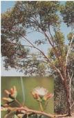 Wandering, Wickepin, Williams, Woodanilling Eucalyptus utilis Formally Eucalyptus platypus Spreading tree (mallee) 1.