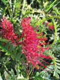 States Cultivar Hardy, Bird attracting Grevillea Sid Cadwell Small to