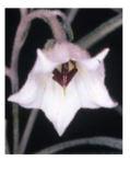 Guichenotia macrantha alba Erect spindly shrub. 1-2m h x 1.