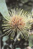 Hakea petiolaris Sea Urchin Hakea Erect shrub or tree 2-9m h Flw:pink & cream Mar to Jul Loam,Gravel,Adaptable Busselton, Dowerin, Goomalling, Kalamunda,
