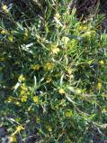 It is adaptable with attractive bright yellow flowers. Hibbertia obtusifolia Small Shrub 0.5m h x 0.