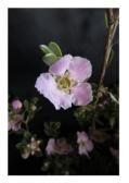 5-3m h Flw:pink May to Oct Sand,Adaptable Esperance An excellent long flowering shrub which can be used as a feature or planted to form a screen.