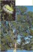 Mallee, Lesueur Sandplain, Northern Jarrah Forest, Perth, Southern Jarrah Forest, Warren Melaleuca quinquinervia Broad Leaf paperbark