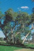 Lesueur Sandplain, Northern Jarrah Forest, Perth, Southern Cross, Tallering, Western Mallee Melaleuca rhaphiophylla Swamp Paperbark