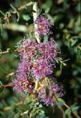 spathulata Erect shrub 0.2-2m h Flw:pink-purple-red.