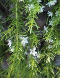 Myoporum parvifolium FINE LEAF form Groundcover 1.