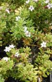 5-5m w Flw:Pink Spring Summer Shade,Adaptable Eastern States Myoporum parvifolium purple leaf form Groundcover 0.