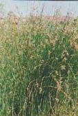 grass-like or herb Flw:brown Oct to Dec or Jan to Feb Coastal,Moist Augusta-Margaret River, Bayswater, Bridgetown- Greenbushes, Busselton, Canning, Gingin,