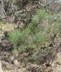 Allocasuarina fraseriana Sheoak Erect tree 5-15m h Flw:brown May - October Sand,Gravel,Coastal Northern Jarrah Forest, Perth, Southern Jarrah Forest, Warren Edible seeds.