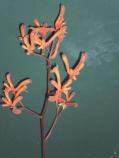 Anigozanthos flavidus Red tall red kangaroo pawtall Rhizomatous. perennial. Herb 0.5-1m h x 0.