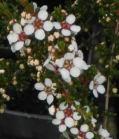 Baeckea grandis shrub. 0.1-0.