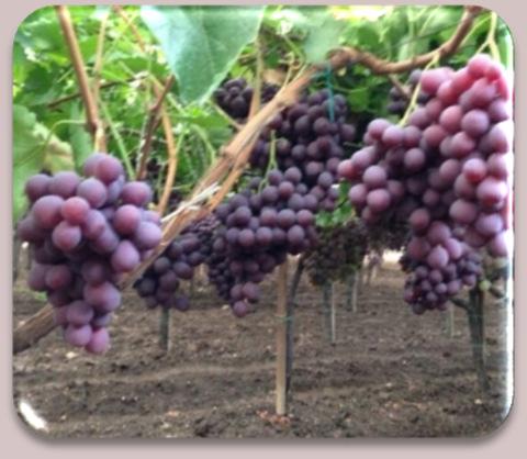 Wonderful Grapes by CERVINO