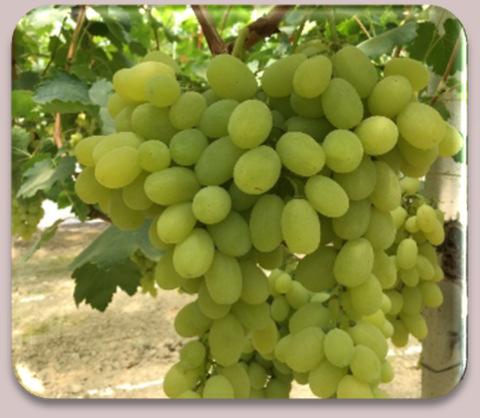 grapes The Road to the