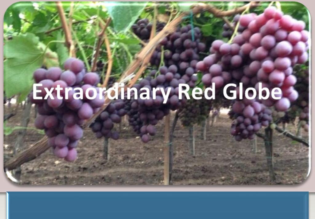 The Road to the excellent QUALITY The road to the excellent quality of Cervino Interfruits grapes begins with the careful work in the fields and continuing in the control of the land, involving