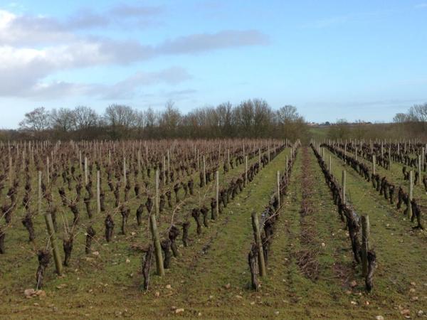who cultivate vines on Butte de La Roche produce a site specific cuvée from the Butte. The rest blend them indiscriminately with the rest of their terroirs to produce base Muscadets.