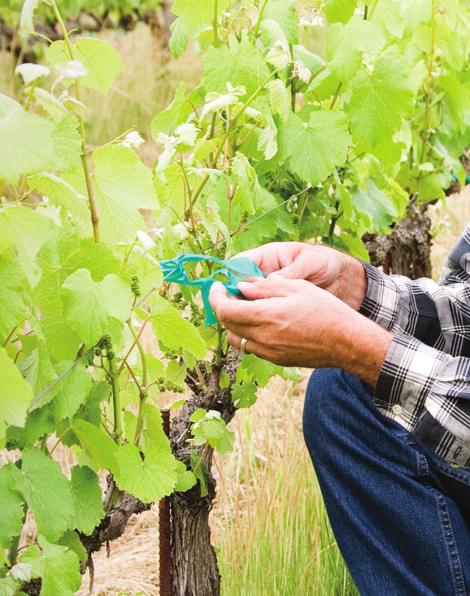 moisture probes or a quick check by auger or even shovel in sandy sites, traditionally dry areas of your vineyard(s), and especially if cover crops are present.