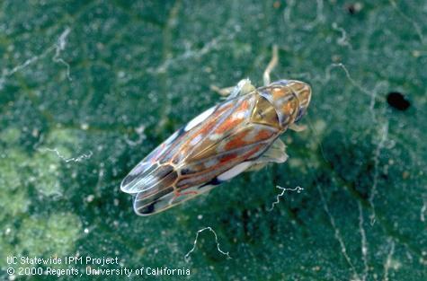 Leafhoppers on
