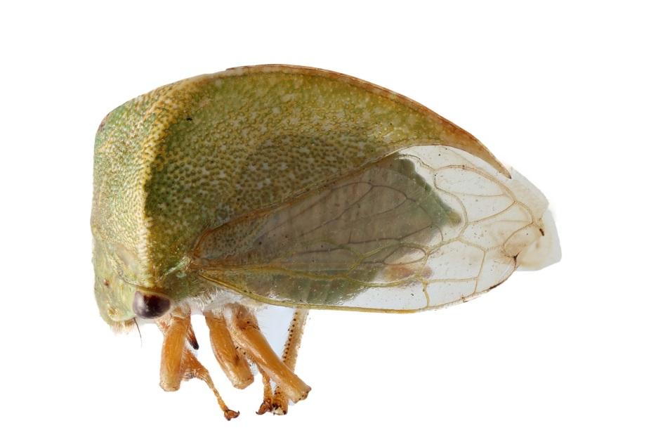 Leafhoppers found in